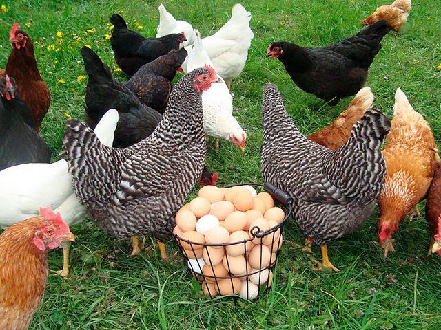 Содержание кур и уход за ними | ЗооТом - продажа, вязка и услуги для животных в Бакале
