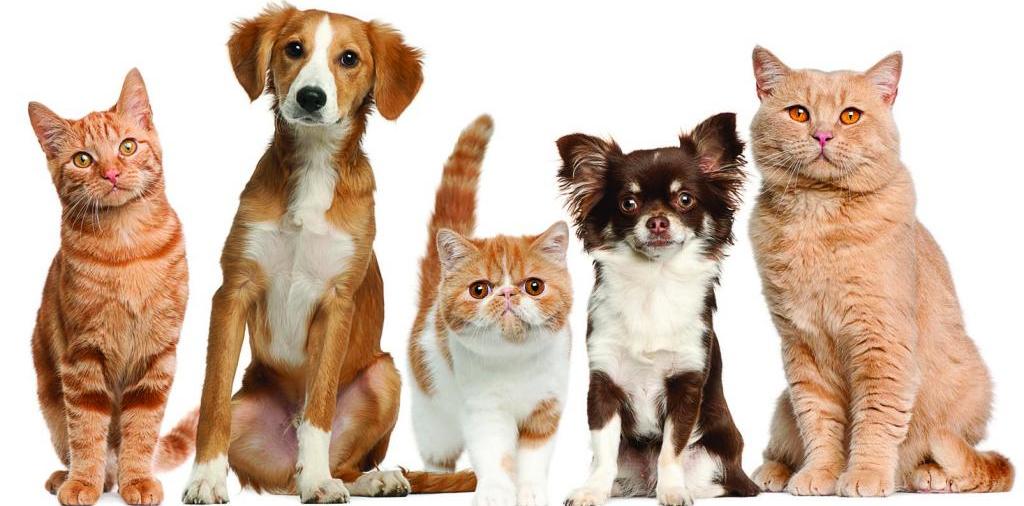 Доска объявлений о животных | ЗооТом - продажа, вязка и услуги для животных в Бакале