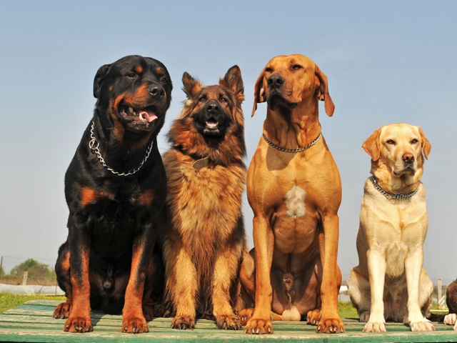 Крупные породы собак в Бакале | ЗооТом портал о животных