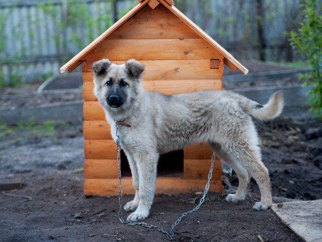 Все о собаках в Бакале Все о собаках в Бакале